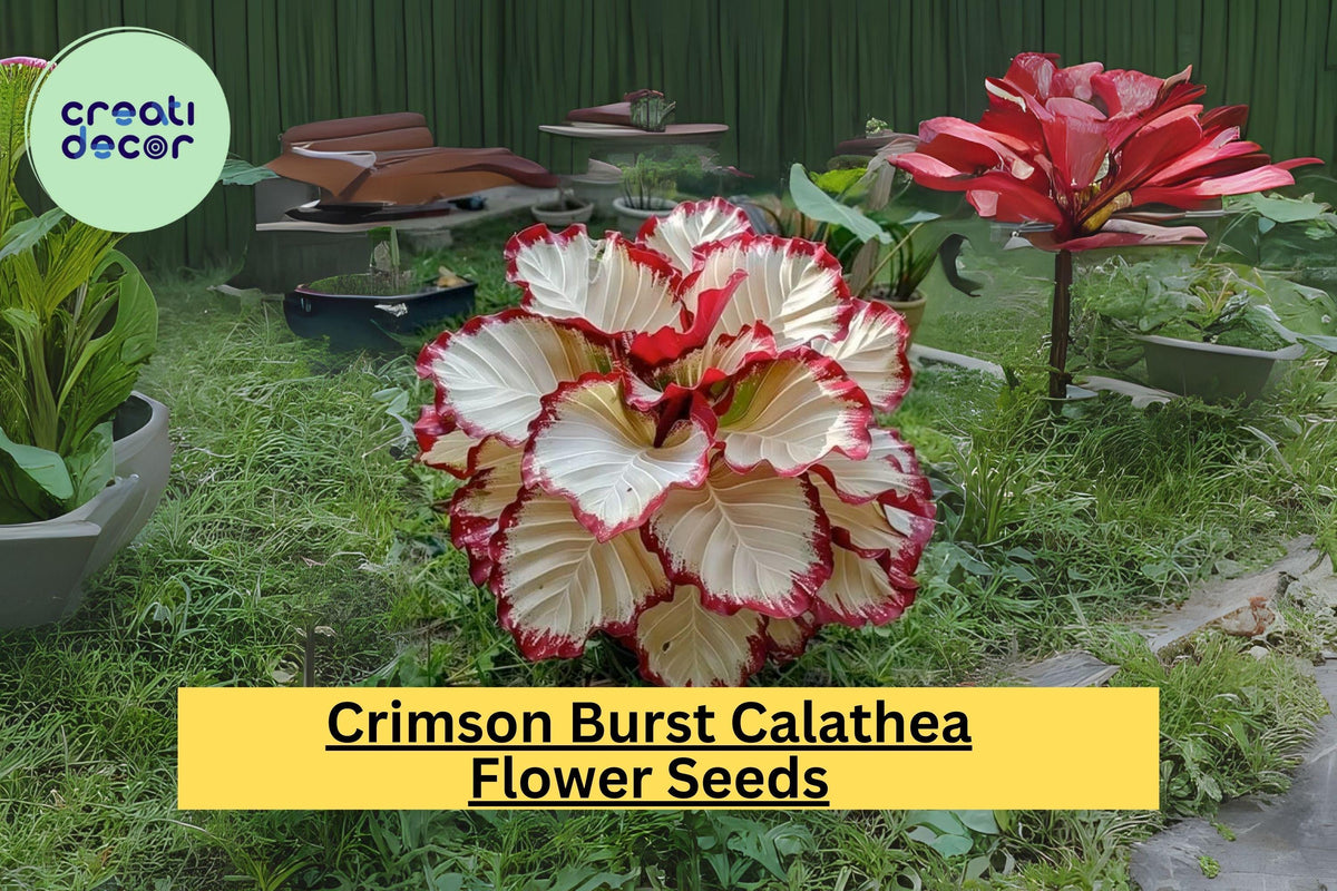 25+ Crimson Burst Calathea Seeds - Rare Tropical Houseplant - Calathea spp. - Exotic Foliage for Indoor & Outdoor Gardens