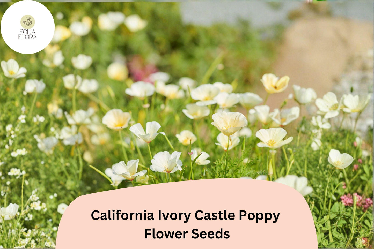 200+ California Ivory Castle Poppy Seeds - Easy to Grow White Flowers, Drought Tolerant