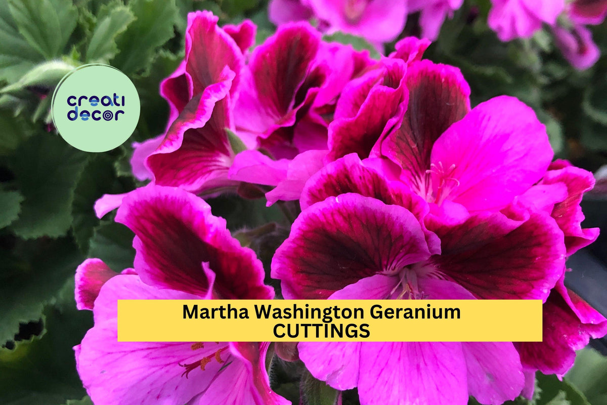 6 Martha Washington Geranium Cuttings – Pelargonium Unrooted Stems for Pots, Borders & Hanging Baskets