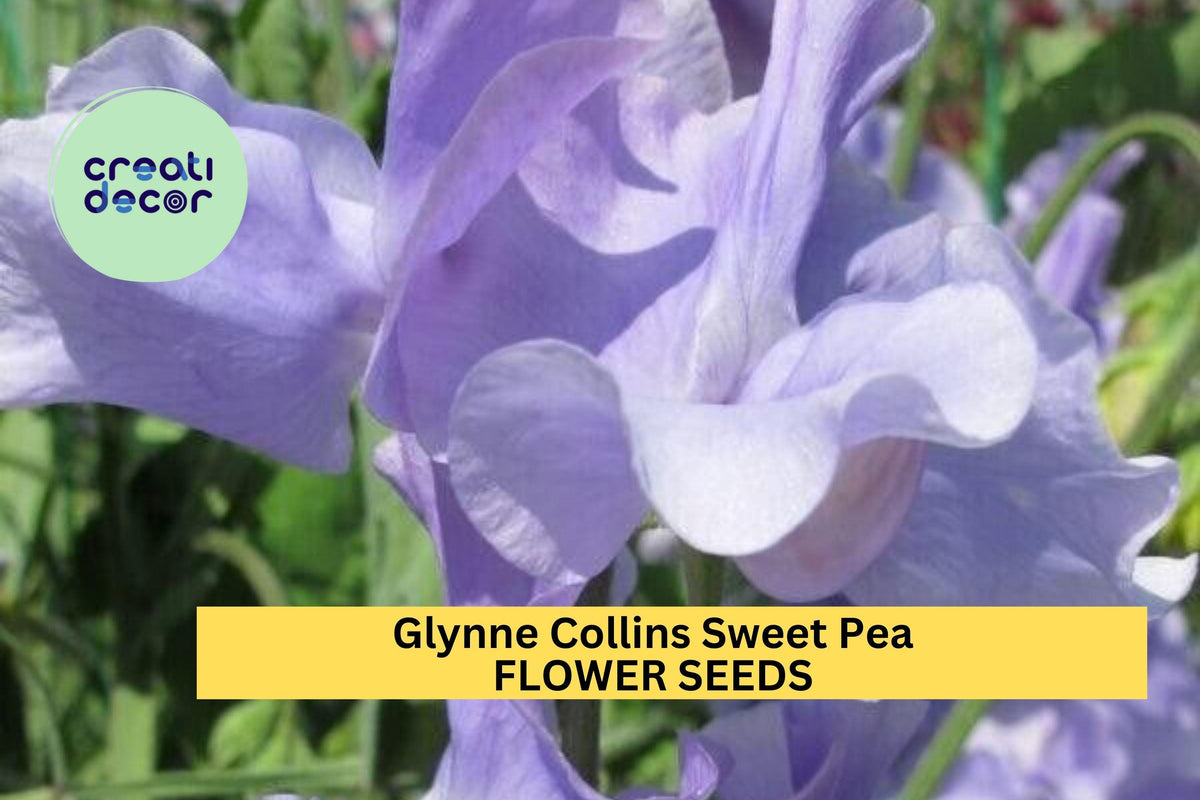 50+ Glynne Collins Sweet Pea Seeds – Fragrant Deep Rose-Pink Climbing Vines for Trellises & Bouquets