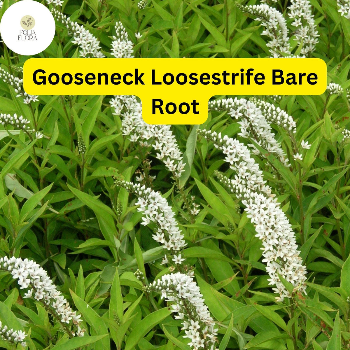 12 Bare Root Gooseneck Loosestrife Perennial Plants Lysimachia clethroides Hardy Garden Flowers