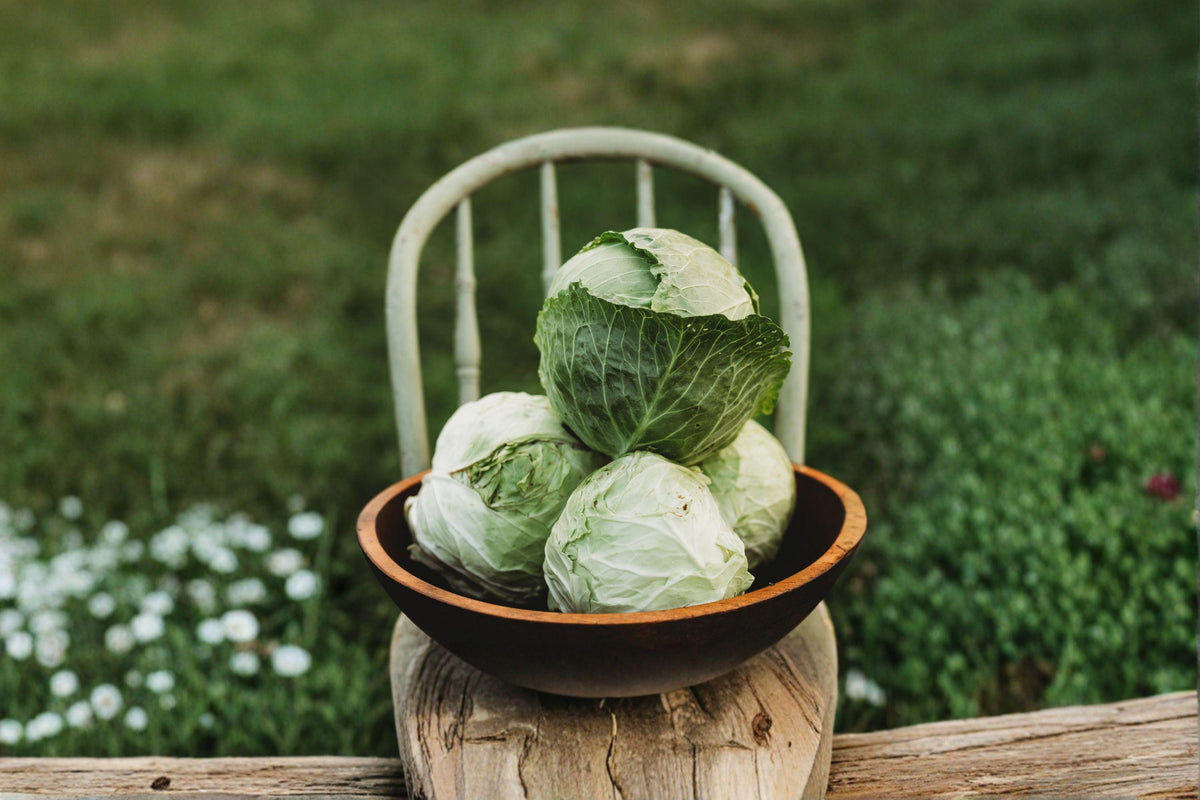 Danish Ballhead Cabbage Seeds - 300 Heirloom Seeds for Large Round Heads - Brassica oleracea var. capitata - Excellent Storage Variety