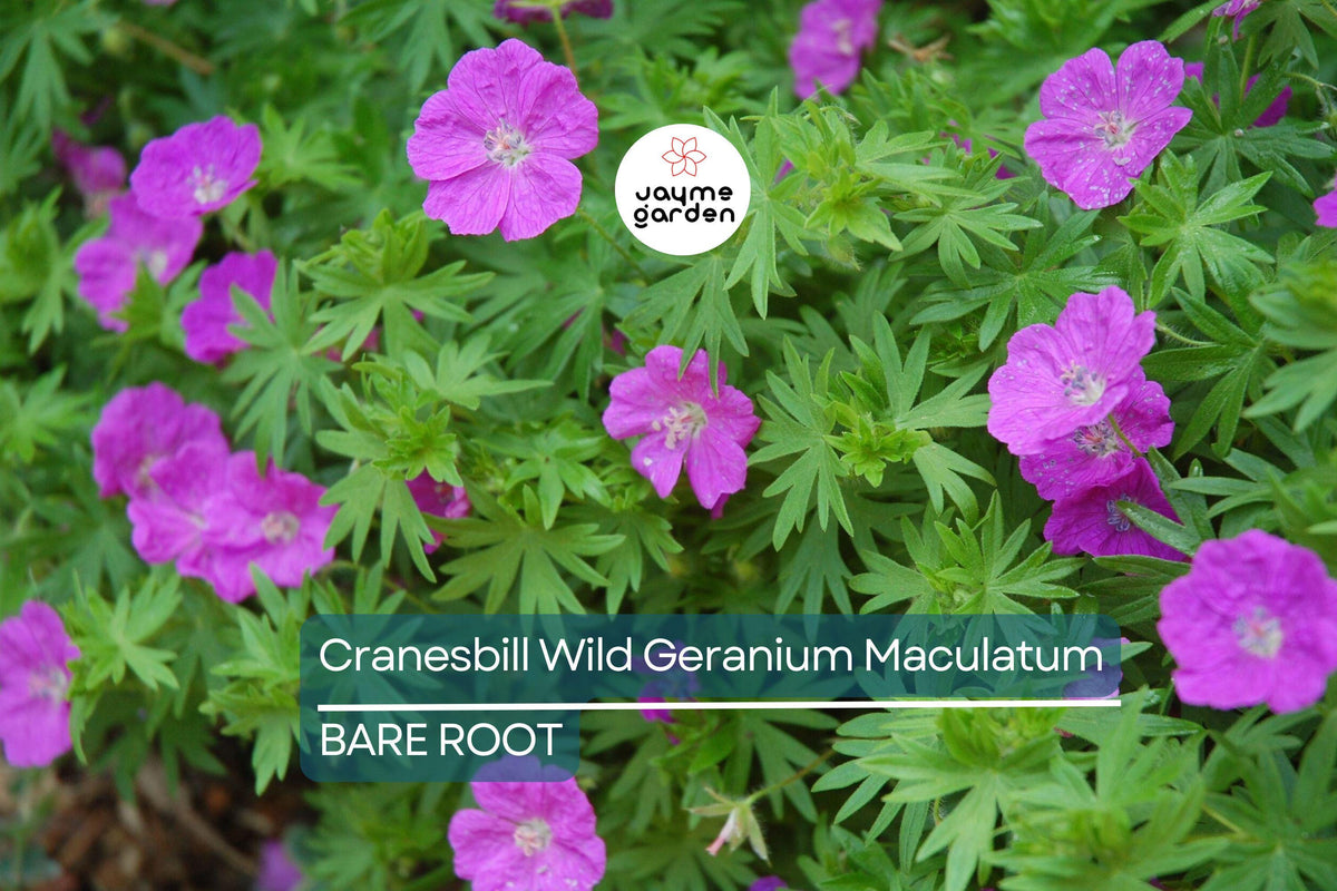 Cranesbill Wild Geranium Bare Roots - 10 Organic Native Plants (Geranium maculatum) for Pollinators, Medicinal Use, Sun & Shade