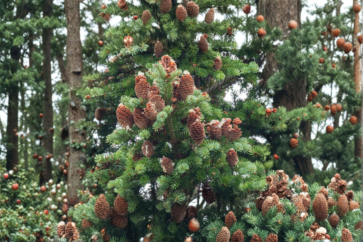 Balsam Fir Seeds - 30 Native Evergreen Seeds - Abies balsamea - Cold-Hardy Tree with Fragrant Needles for Reforestation