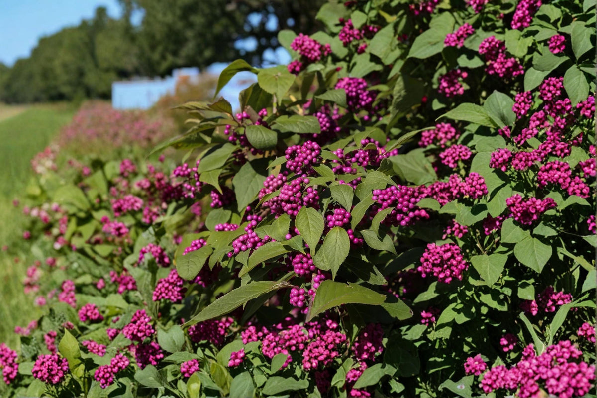 Beautyberry Live Plants 12-18" Purple Berry Shrub Callicarpa americana - 2 Bare Root Plants for Ornamental Gardens