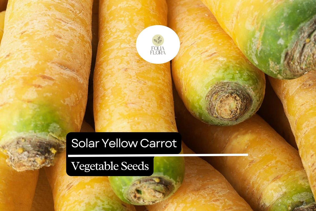 Solar Yellow Carrot Seeds - 200 Heirloom Seeds (Daucus carota) - Sweet Golden Yellow Roots for Nutritious Gardening