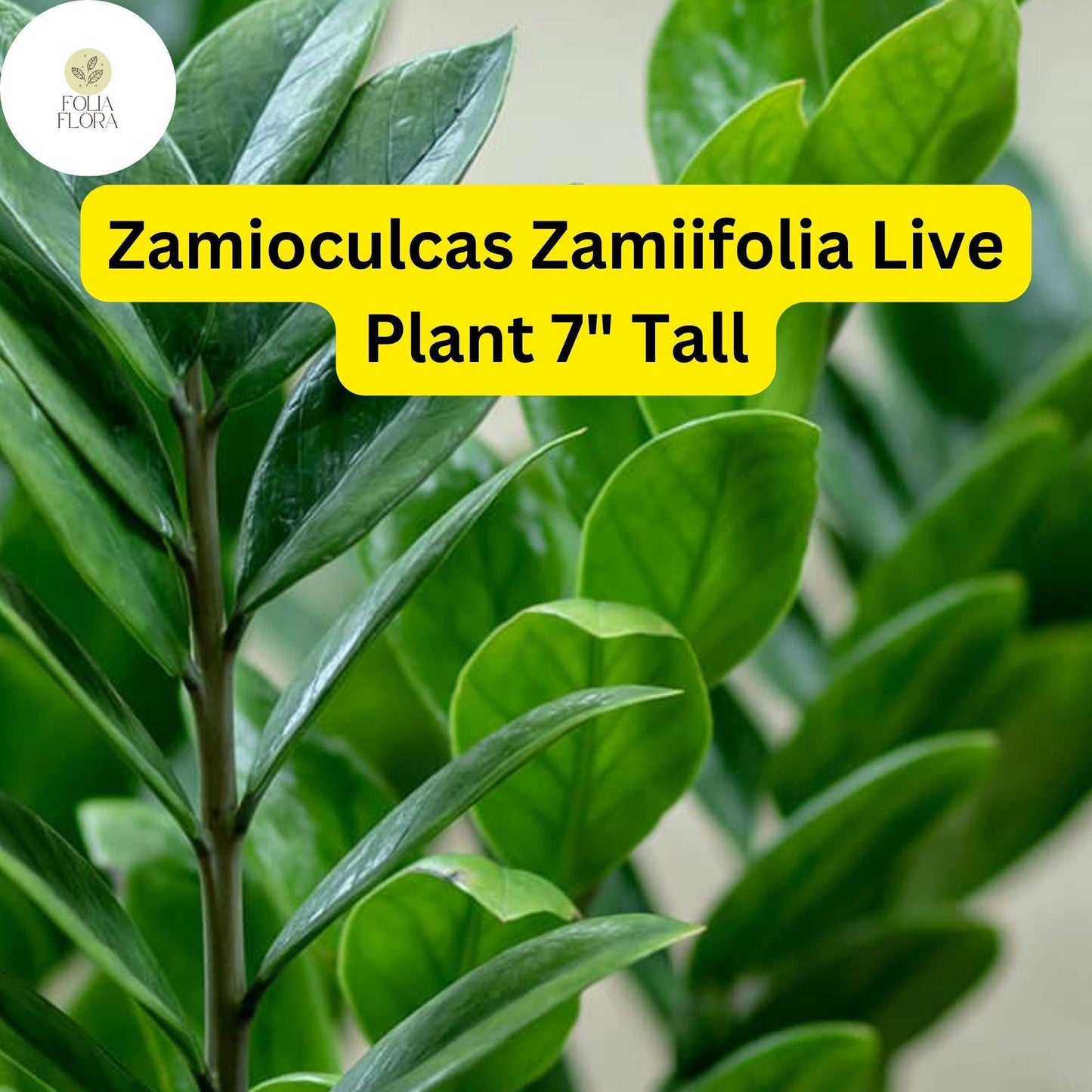 ZZ Chameleon Plant - Zamioculcas zamiifolia 7" Tall Low-Light Indoor Houseplant in 4" Pot