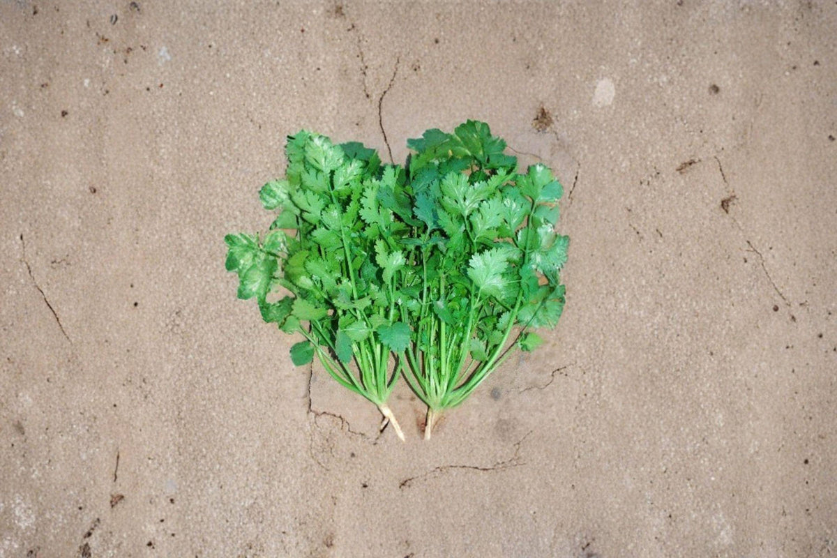 Cilantro Seeds 175 Count - Leisure Coriander, Slow-Bolting Variety, Coriandrum sativum for Fresh Culinary Flavor