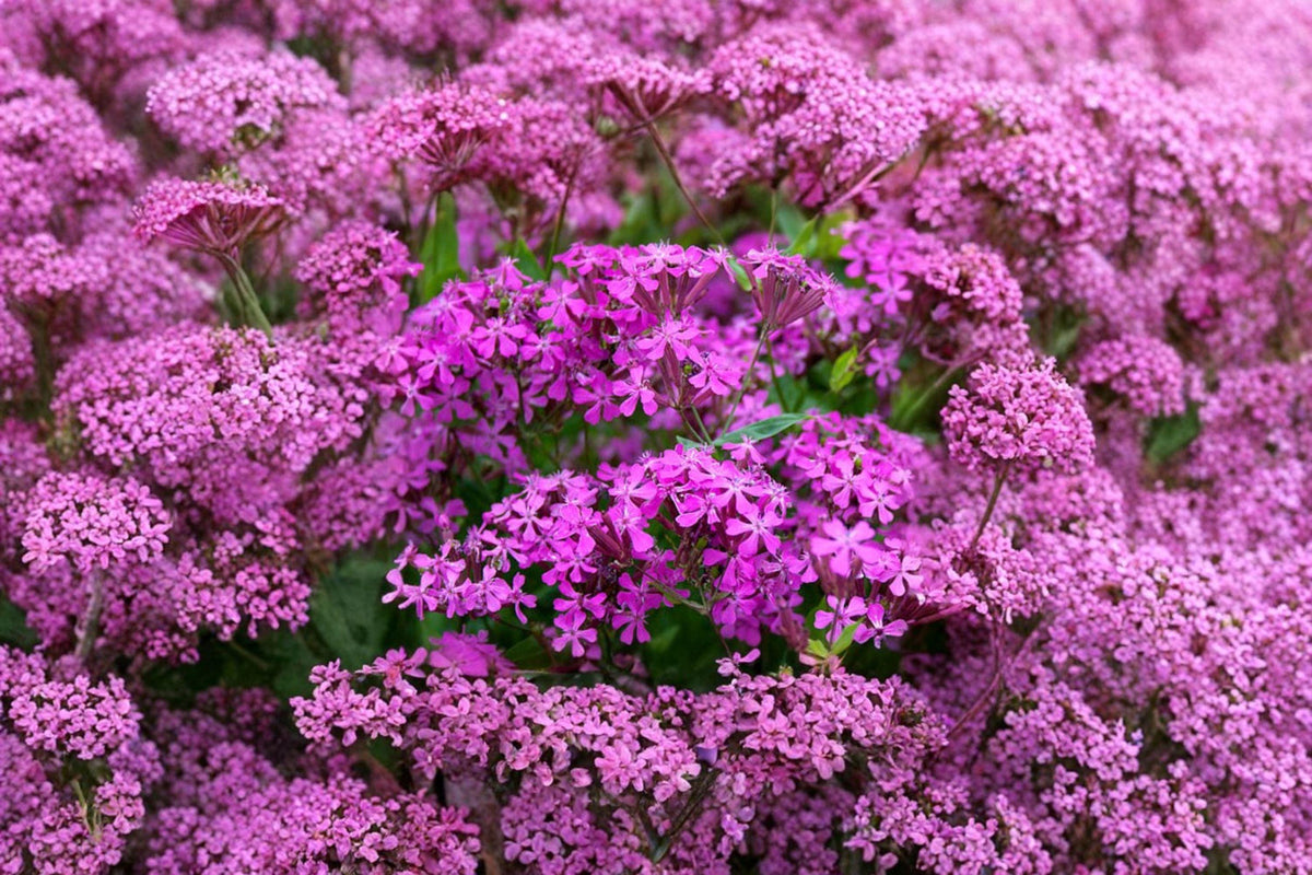 None So Pretty Catchfly Seeds - 100 Count - Bright Pink Blooms - Silene armeria - Easy Annual for Cottage Gardens & Pollinators
