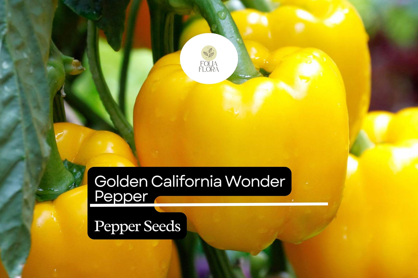 25 Golden California Wonder Pepper Seeds – Heirloom Sweet Bell Peppers for High-Yield Gardens