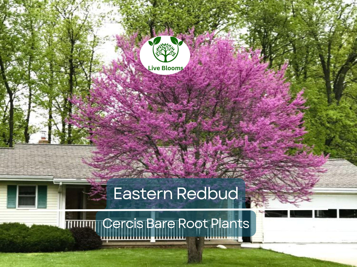 Eastern Redbud Tree - Cercis canadensis - 14-18" Live Bare Root - Native Ornamental with Pink Blooms