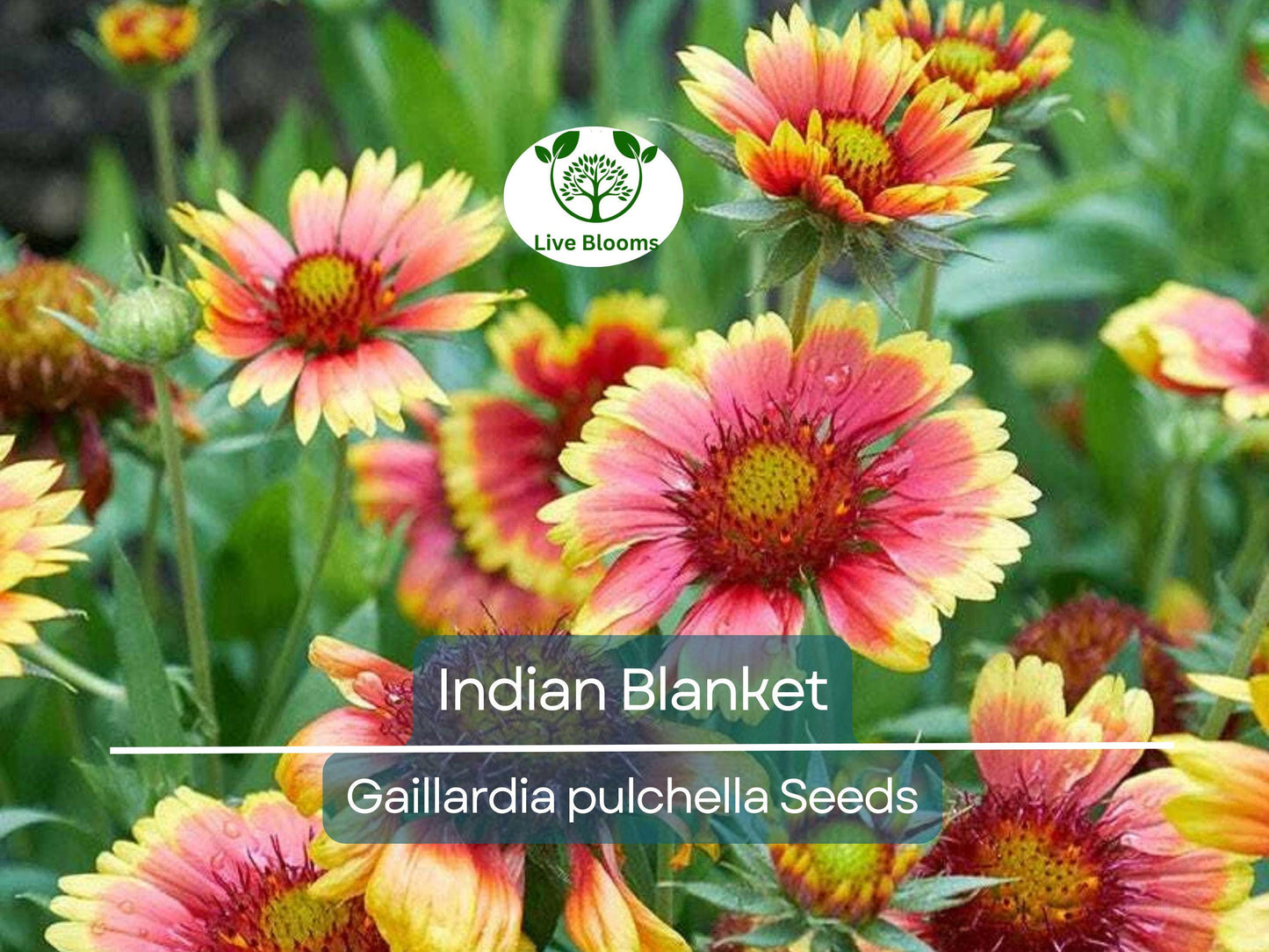 200 Indian Blanket Flower Seeds – Gaillardia pulchella Heirloom Non-GMO for Pollinators & Meadows