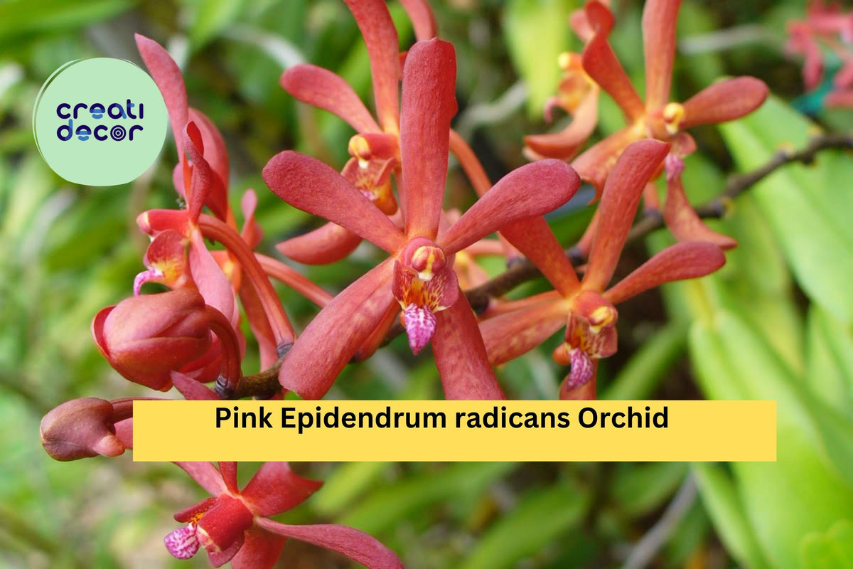 Rooted Orchid Cutting - Pink Epidendrum radicans - Sun-Loving Reed-Stem Orchid for Garden, Patio, or Indoor Display