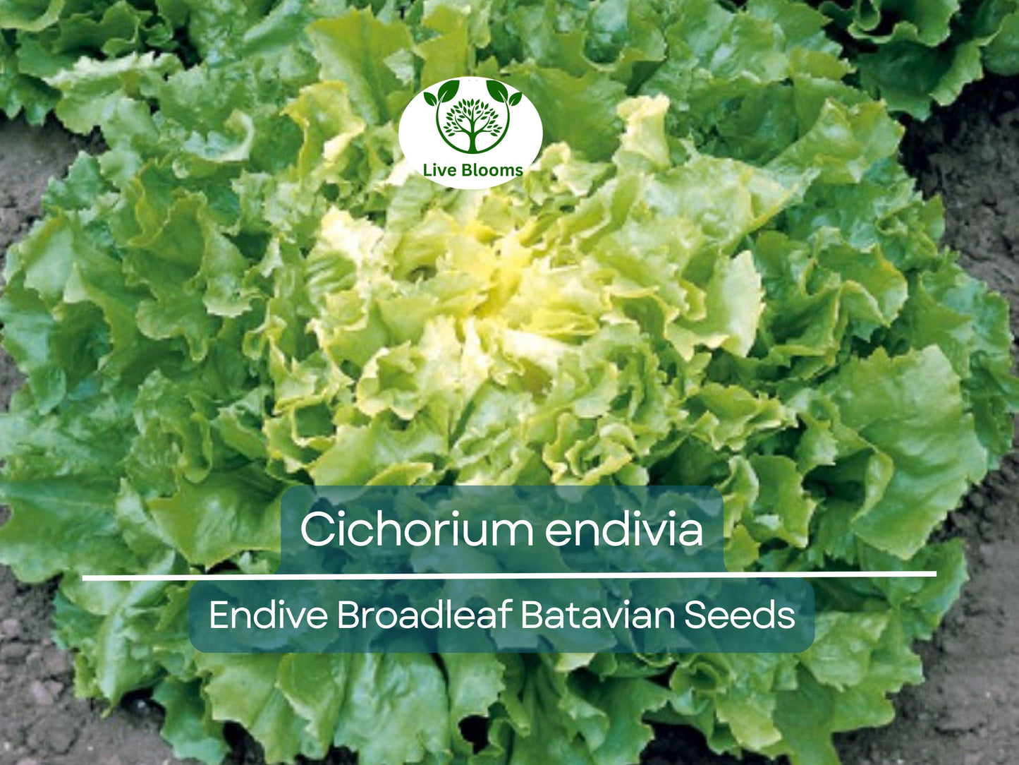 850 Seeds Endive Broadleaf Batavian - Non-GMO Heirloom Bitter Green for Salad & Garden