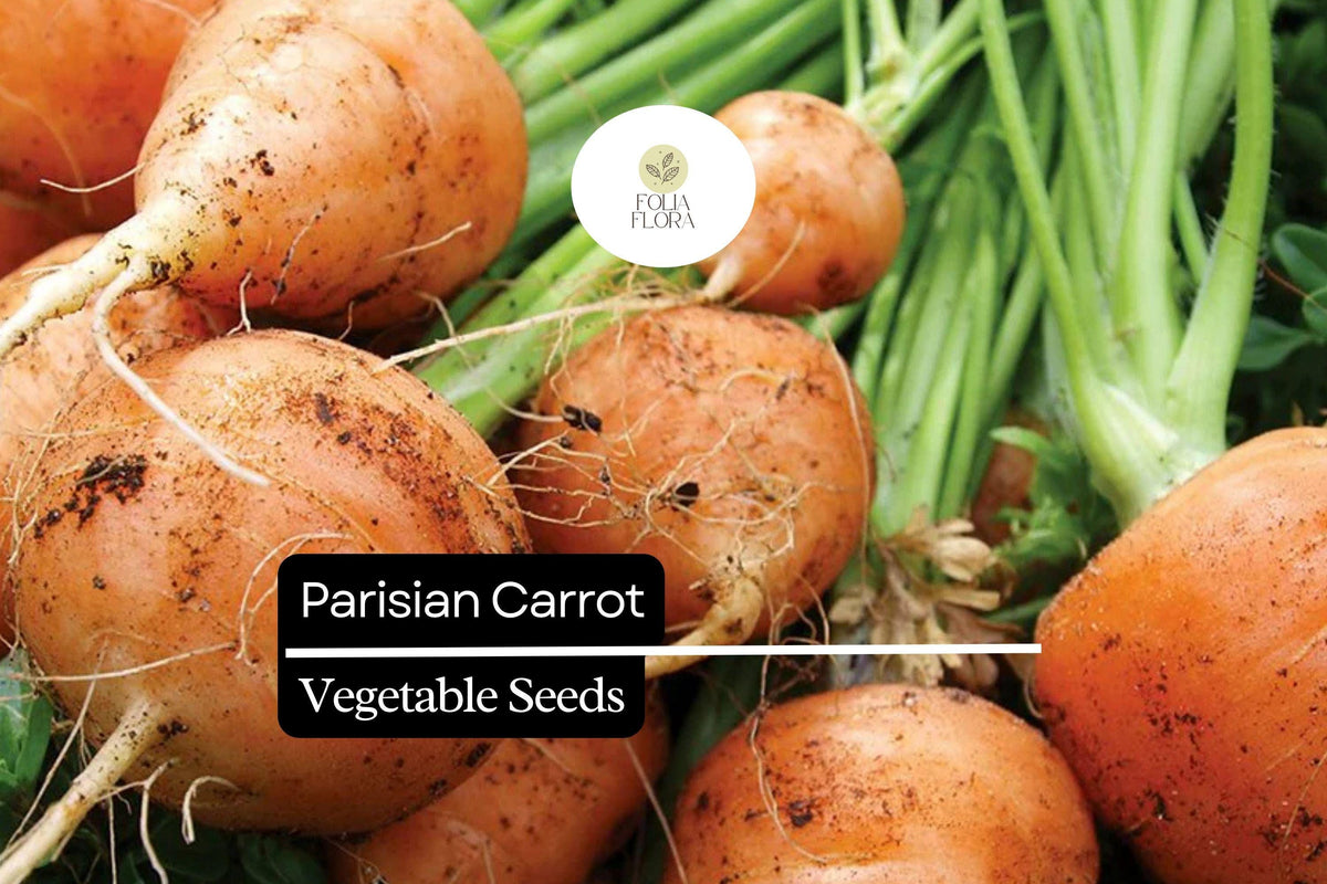 Parisian Carrot Seeds - 300 Heirloom Seeds for Gourmet Gardens - Sweet Round Daucus carota - Ideal for Containers & Urban Gardening
