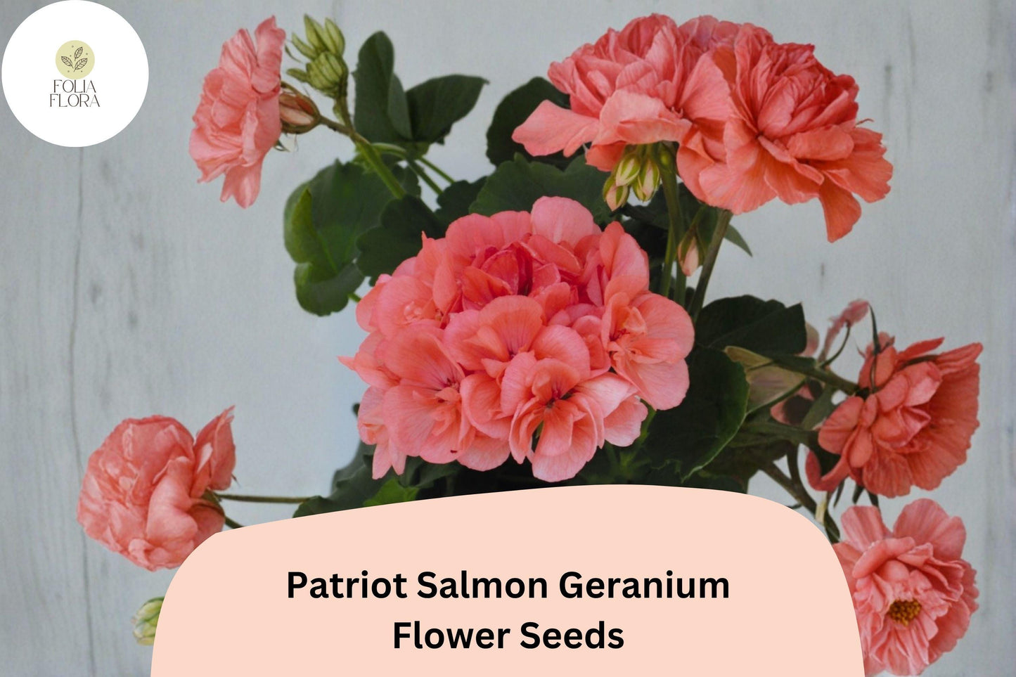 25+ Patriot Salmon Geranium Seeds | Hardy Perennial with Salmon-Pink Blooms for Garden & Containers