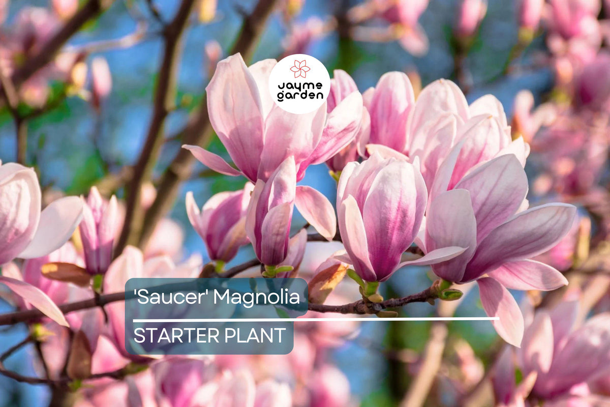 Saucer Magnolia Starter Plant | 6-12 Inch Bare Root Sapling | Pink-White Blooms | Magnolia x soulangiana | Zones 4-9