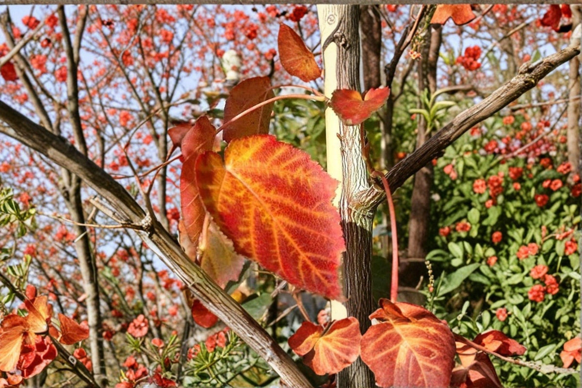 Acer Grosseri Seeds – 10 Rare Asian Maple Seeds | Ornamental Tree | Acer grosseri | Stunning Fall Color