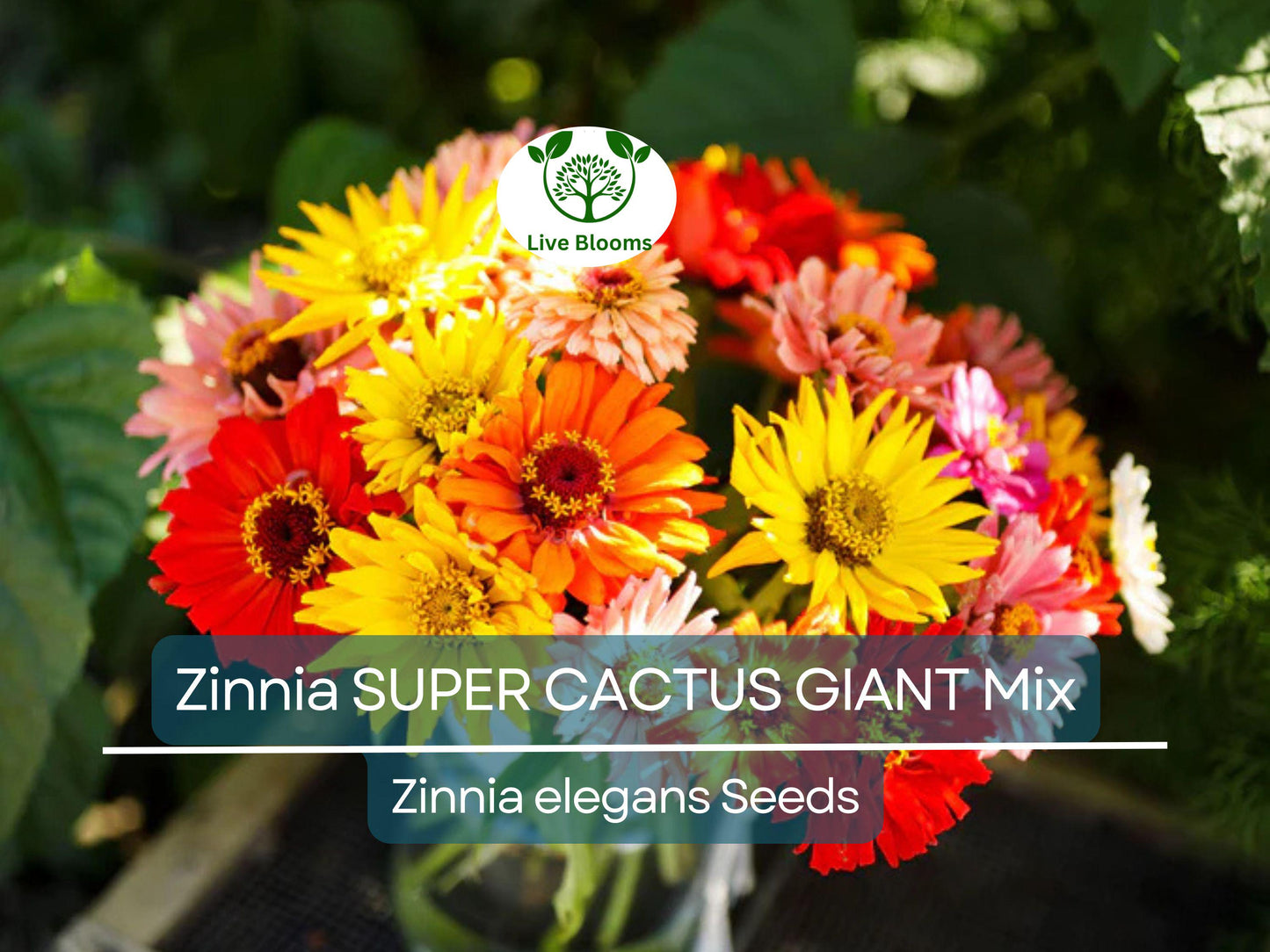 100 Seeds Zinnia SUPER CACTUS Giant Mix - Non-GMO, Vibrant Large Blooms, Butterfly Attracting Annual Flowers