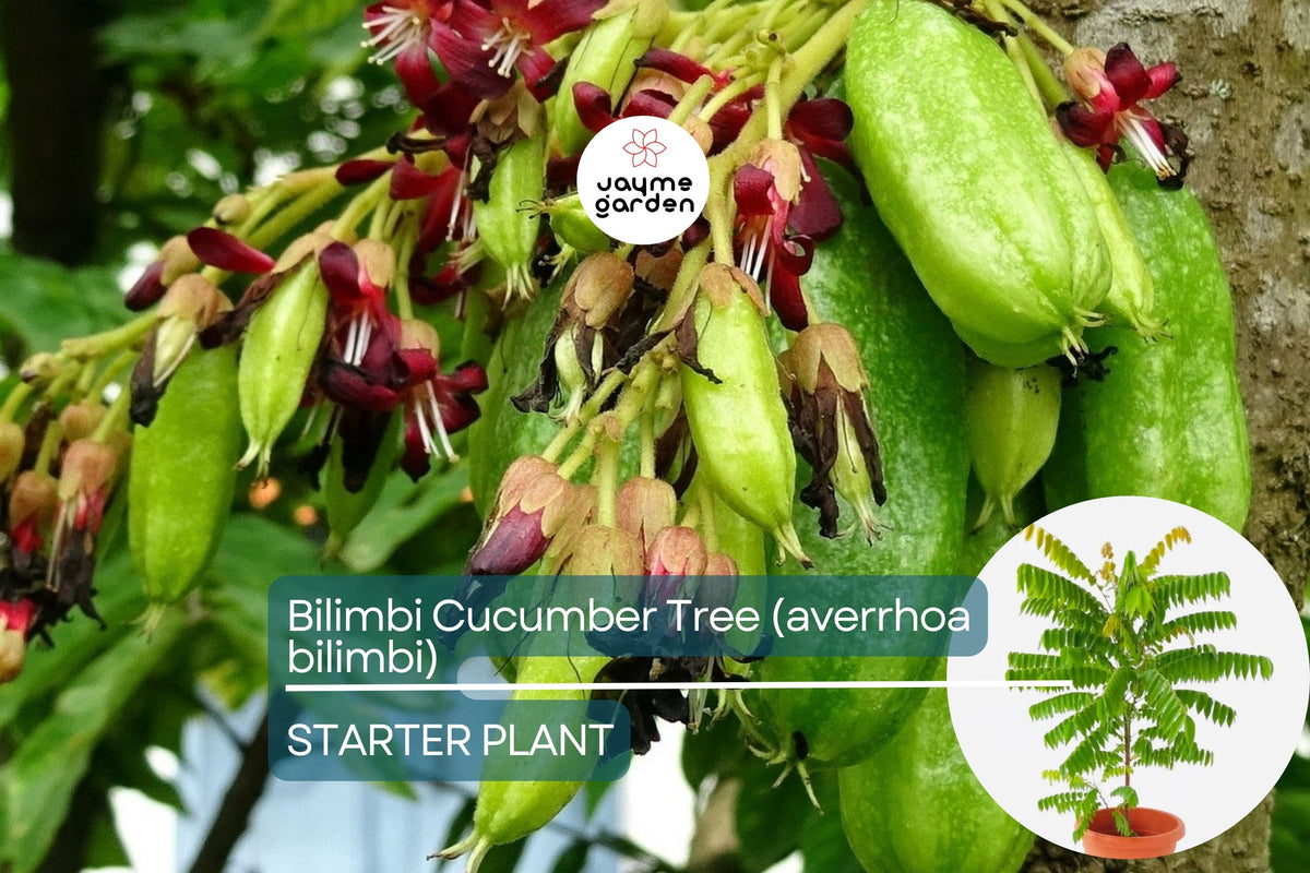 Bilimbi Cucumber Tree - Live Plant 1’-2’ Tall, Averrhoa bilimbi, Tropical Sour Fruit for Culinary Use, Unique Asian Flavor