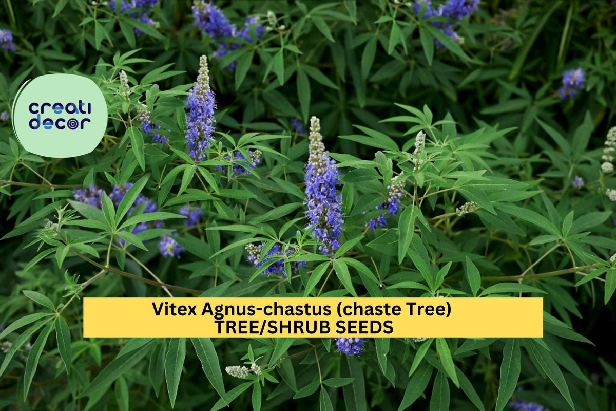 Chaste Tree Seeds - 30 Vitex agnus-castus Seeds for Pollinator Gardens, Purple Flowering Shrub, Drought-Tolerant Ornamental