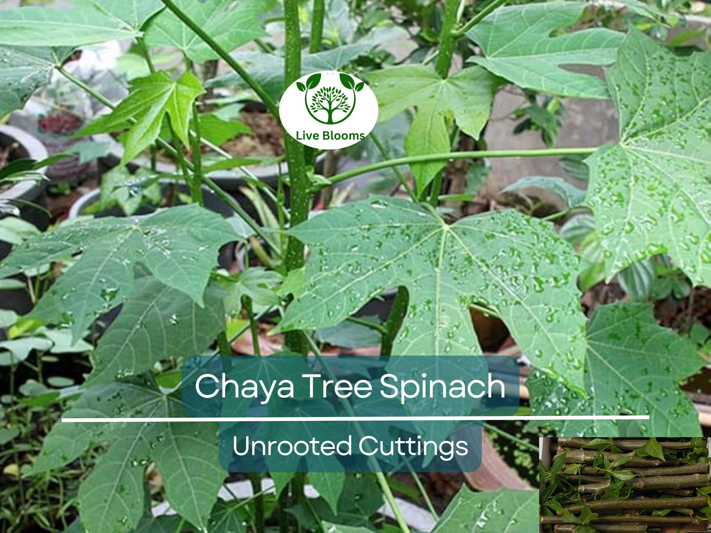 12 Organic Deep Lobed Chaya Cuttings 6-8” Long – Edible, Fast-Growing Perennial Plant