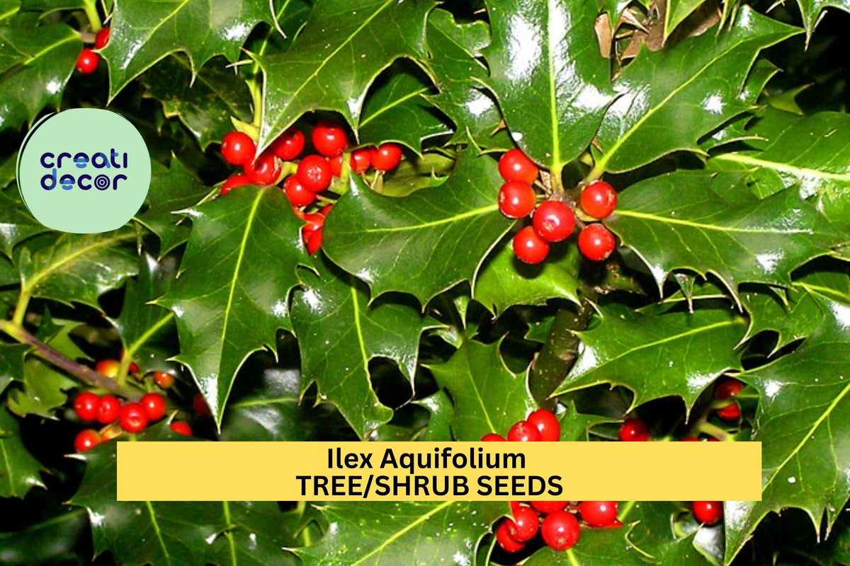 Ilex aquifolium Seeds - 30 English Holly Seeds (3 Packs) - Evergreen for Hedges, Winter Displays, Wildlife Gardens