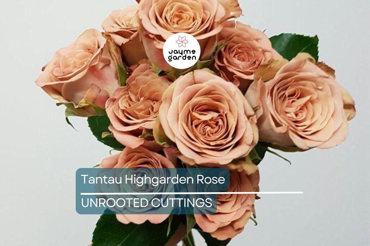 Rare Tantau Highgarden Rose Cuttings | 3 Unrooted Fragrant Heirloom Rose Cuttings | Perfect for Rooting or Grafting | Live Plant