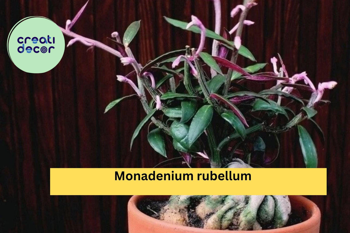 Rooted Cutting Monadenium Rubellum - Rare Caudex Euphorbia, Exotic Succulent for Collectors, Drought-Tolerant Plant