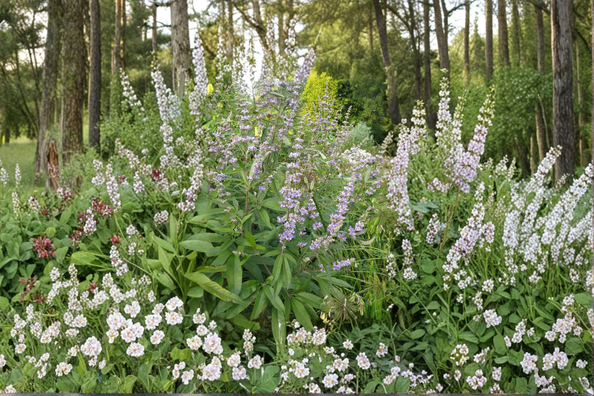 Chaste Tree Seeds - 10 Fragrant Purple Bloom Seeds - Vitex agnus-castus - Drought-Tolerant Pollinator Shrub for Gardens