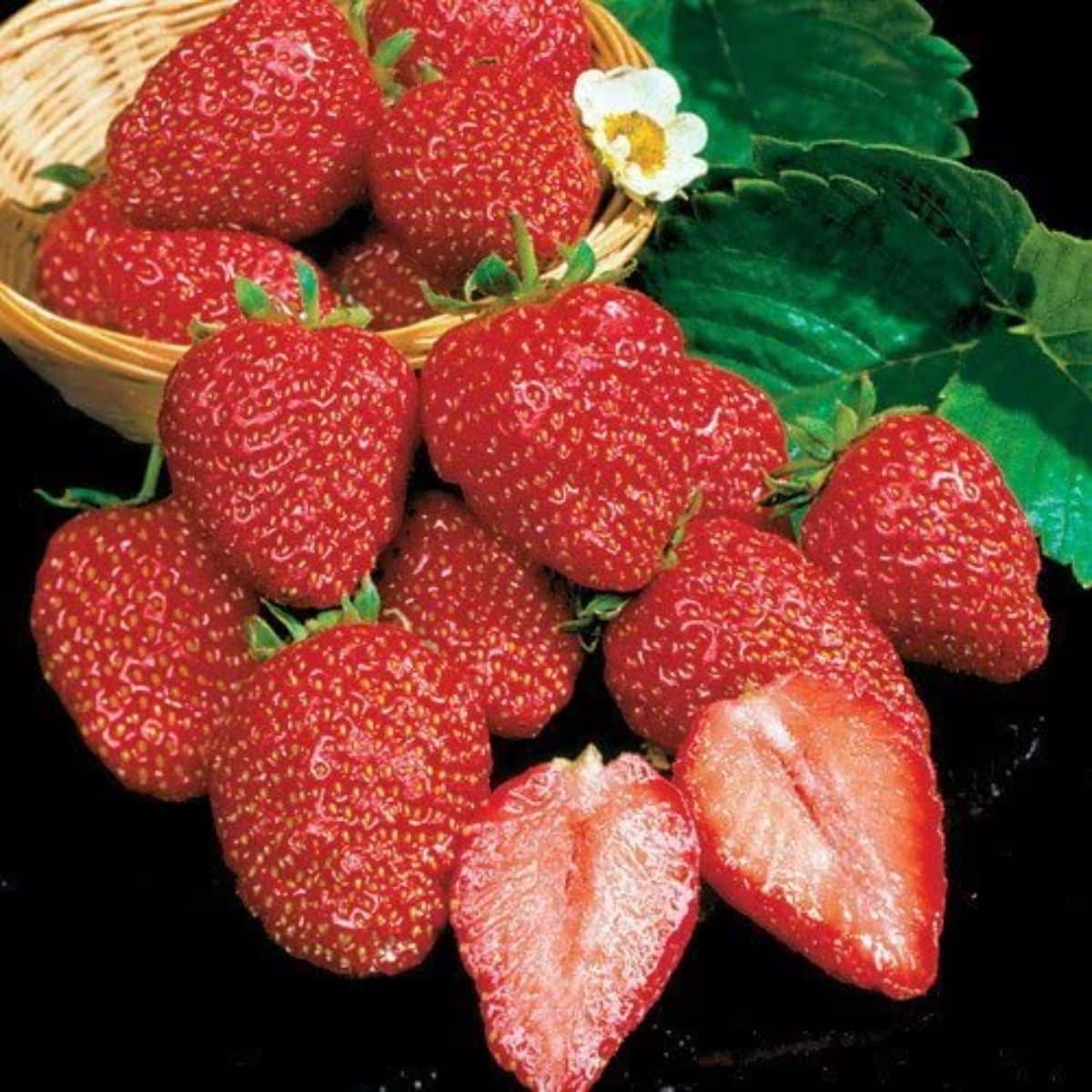 Earliglow Strawberry Plants Bare Root β June-Bearing, Sweet Flavor, Cold Hardy, Edible Garden Fruit, 25 Plants
