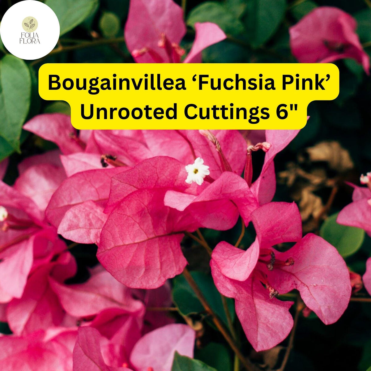 Bougainvillea Cuttings 6” Fuchsia Pink 7 Live Unrooted Fast-Growing Drought-Tolerant Climbing Vine (Bougainvillea spp.)