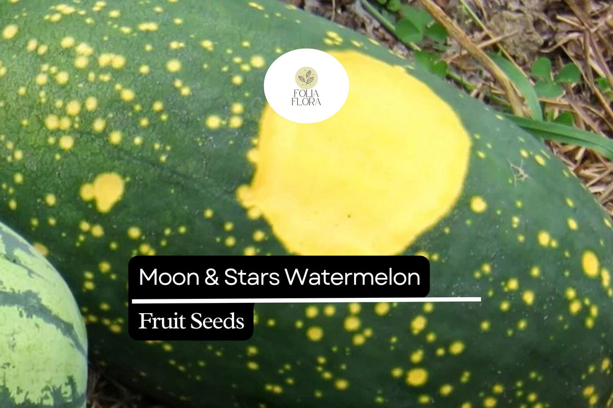 Moon & Stars Watermelon Seeds - 15 Heirloom Seeds (Citrullus lanatus) - Sweet Red Flesh, Unique Yellow-Spotted Rind