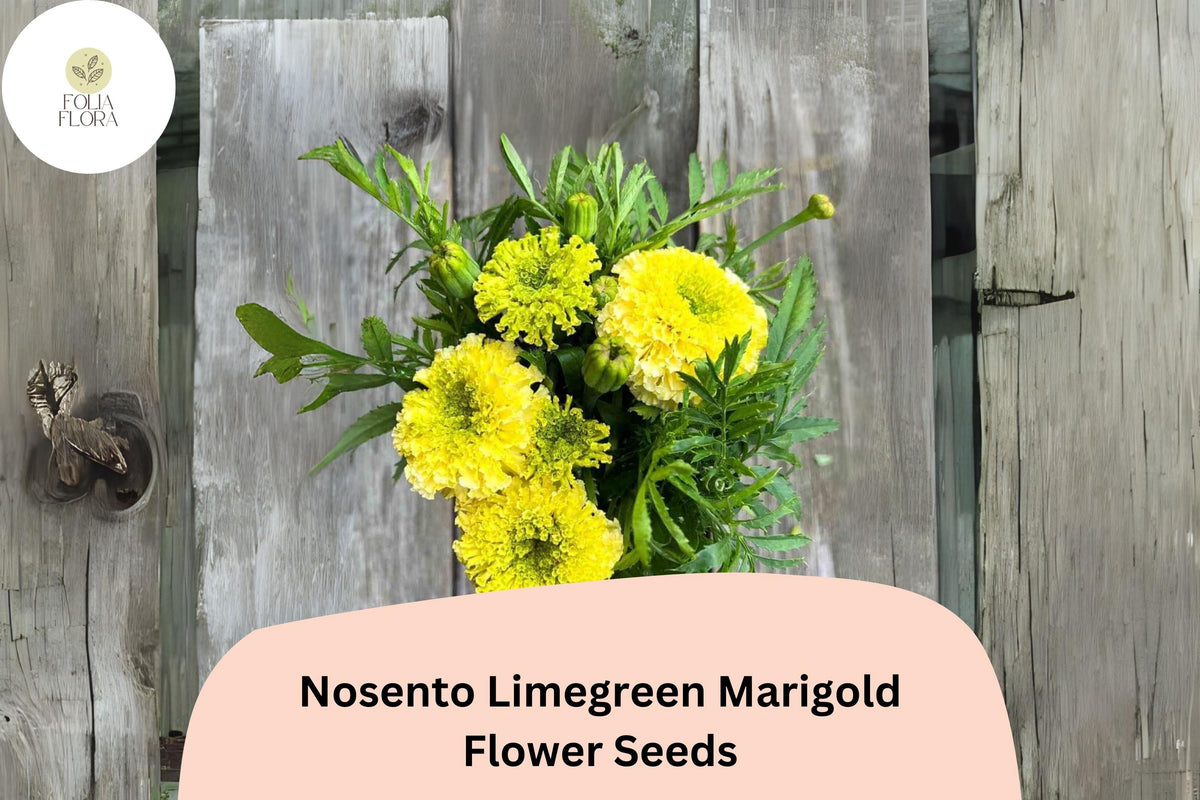25+ Nosento Limegreen Marigold Seeds | Unique Green Annual Flower | Tagetes erecta | Rare Lime Green Blooms for Garden Planting