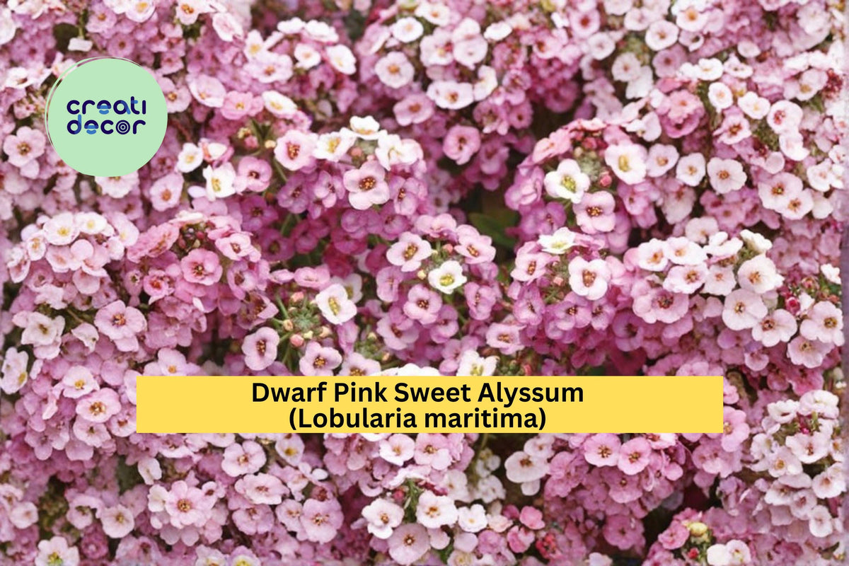 Dwarf Pink Sweet Alyssum Seeds 100 Count | Lobularia maritima | Low-Growing Fragrant Flower for Garden Borders & Containers