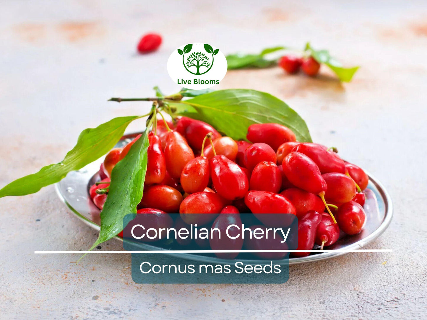 15 Cornelian Cherry Tree Seeds | Edible Dogwood Berry Shrub, Non-GMO, Hardy Fruit-Bearing Plant