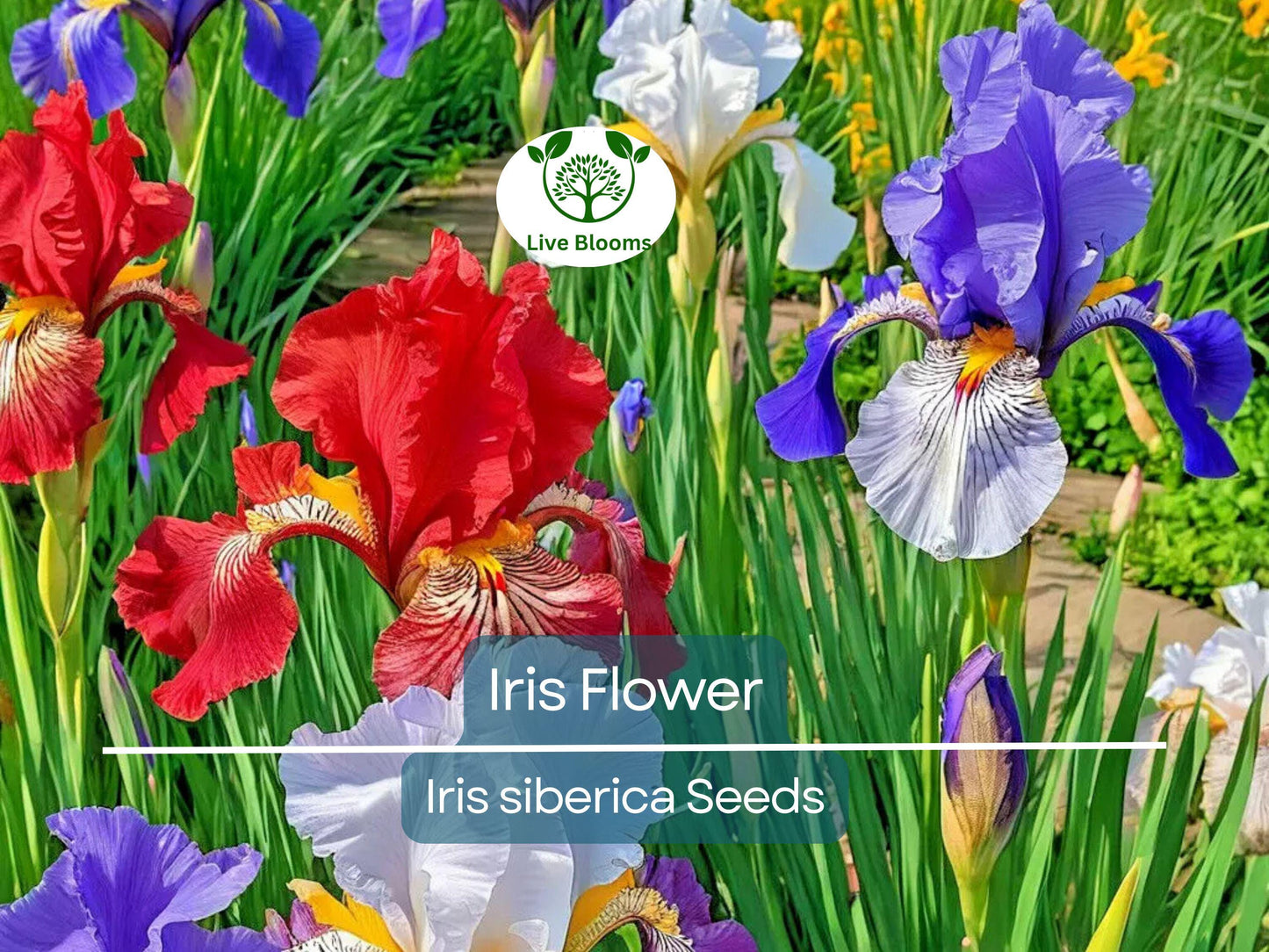 30 Iris Flower Seeds (Iris siberica) Colorful Mix - Easy to Grow Vibrant Purple, White, Red, Blue Siberian Iris