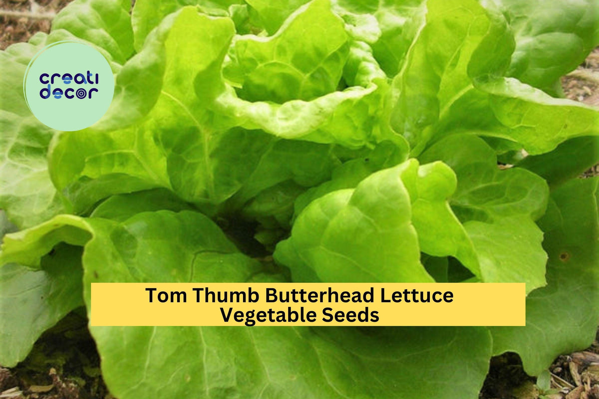 Tom Thumb Butterhead Lettuce Seeds - 3pcs 1g Mini Heirloom Seeds for Container Gardening - Lactuca sativa, Light Green