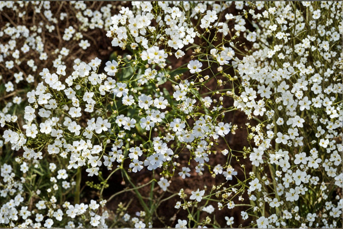 Baby's Breath Seeds - 100 Count - Covent Garden White - Gypsophila elegans - Delicate Annual Blooms for Cut Flower Gardens