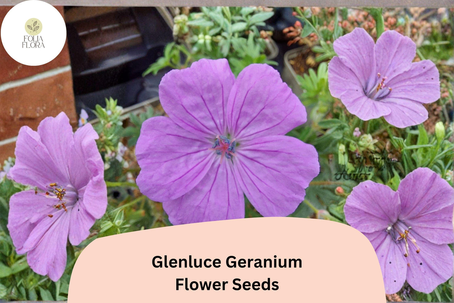 25+ Glenluce Geranium Seeds | Hardy Perennial Pink-Purple Cranesbill Flowers