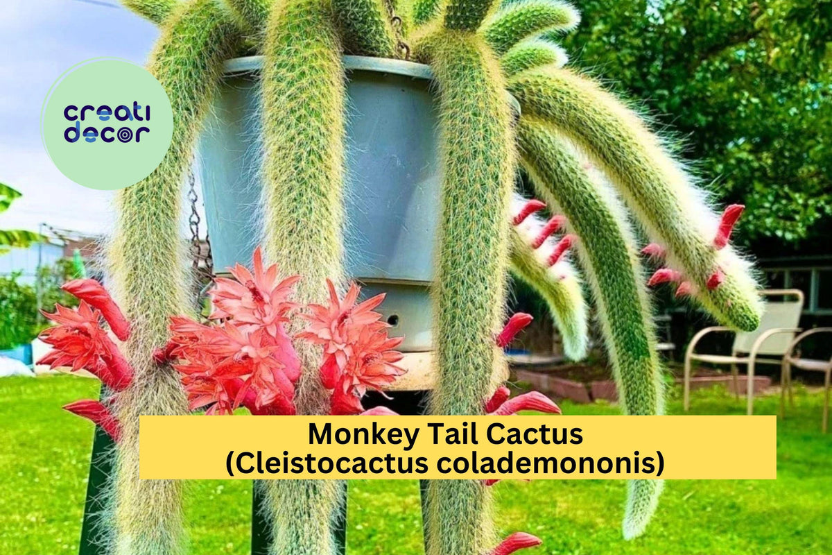 Monkey Tail Cactus Starter Plant | Cleistocactus colademononis in 2" Pot | Fuzzy Trailing Succulent