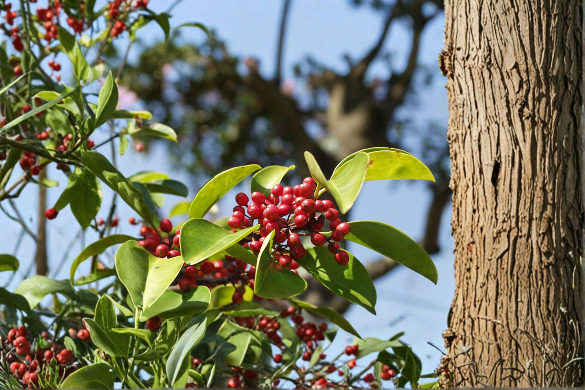 Ilex rotunda Seeds | 25 Kurogane Holly Seeds | Evergreen Ornamental Tree | Glossy Foliage for Landscape Gardening