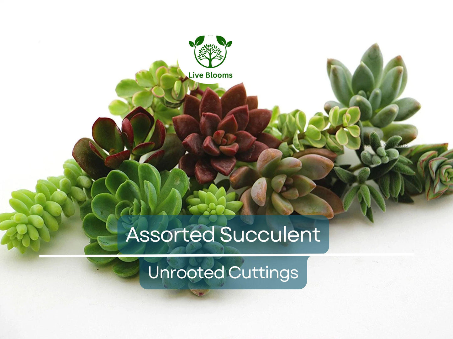10 Assorted Succulent Cuttings for Terrariums, Dish Gardens & Mini Fairy Gardens - Echeveria, Crassula, Sedum & More