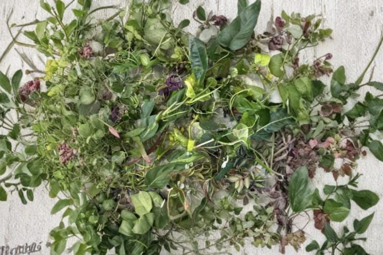 Mystery Cuttings Box 10 Assorted Unrooted Plant Cuttings - Ideal for Propagation - Various Varieties, Healthy Plants