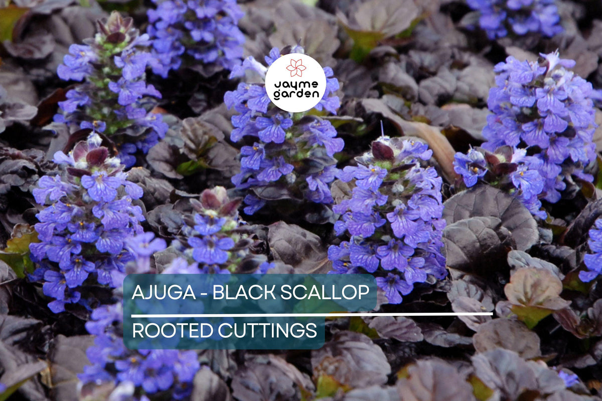Ajuga Black Scallop Starter Plants - Dark Burgundy Ground Cover with Blue Flowers - Ajuga reptans - Hardy Perennial, Low Maintenance