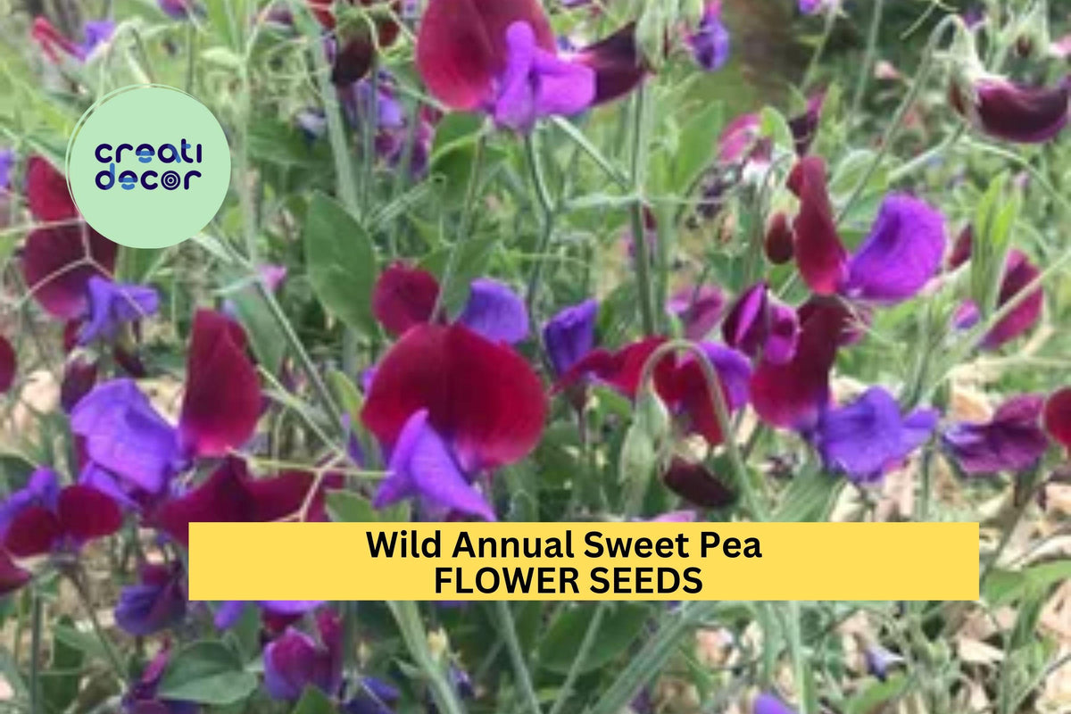 50+ Wild Annual Sweet Pea Seeds – Fragrant Mixed Color Climbing Vines for Garden Trellises & Fences