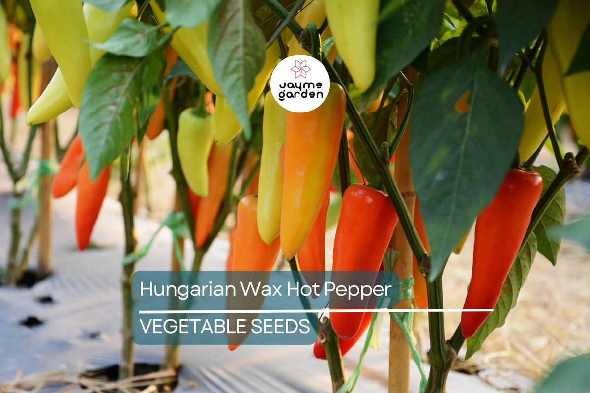 200 Hungarian Wax Hot Pepper Seeds - Heirloom, Non-GMO, Medium Heat (Capsicum annuum) - Perfect for Pickling & Canning