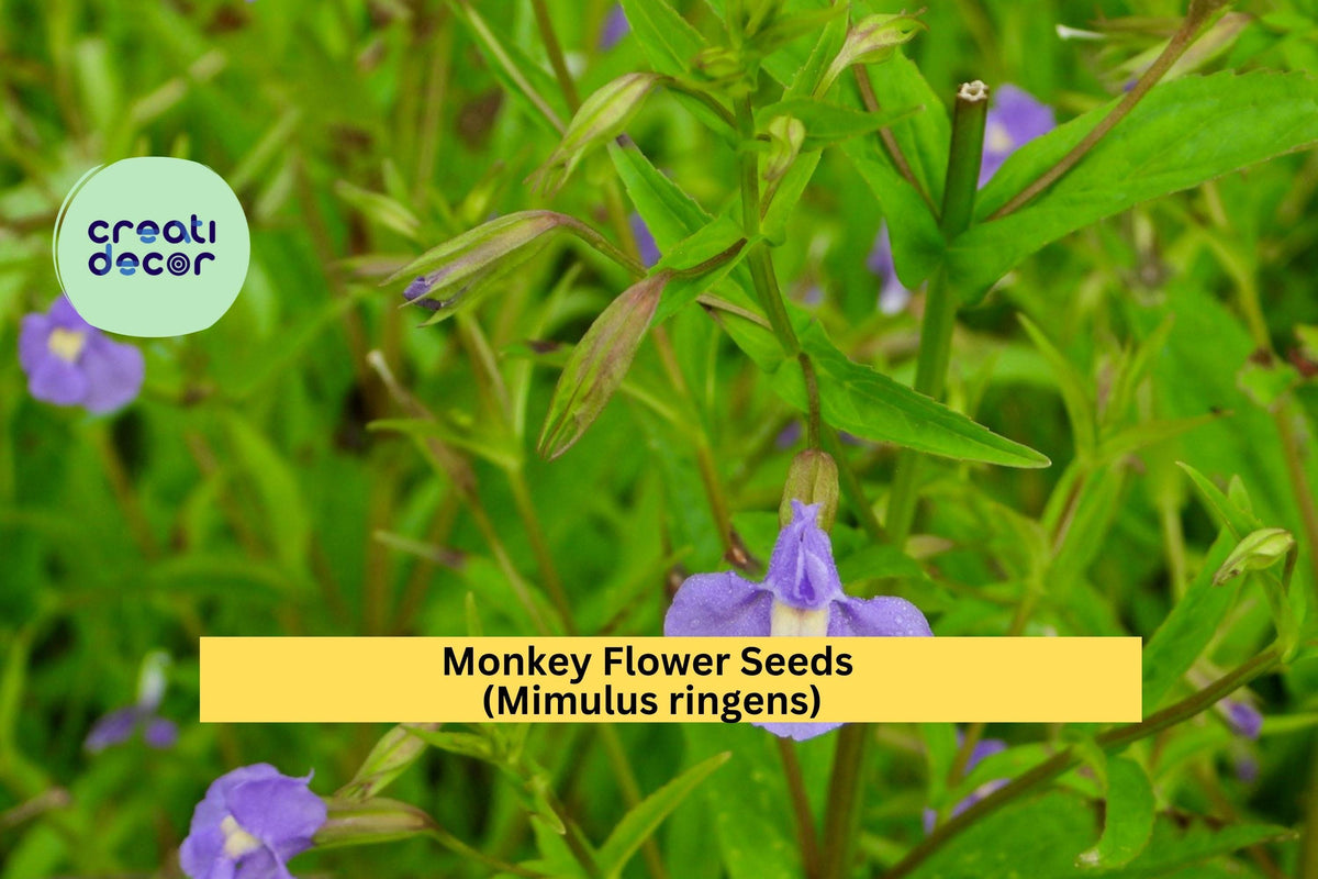 Monkey Flower Seeds - 5000 Purple Perennial Seeds for Wetland Gardens - Mimulus ringens - Attracts Pollinators