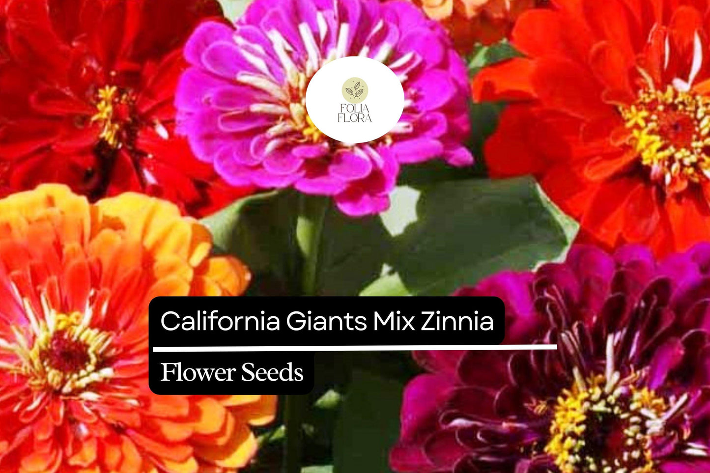 100 California Giant Zinnia Seeds – Large Vibrant Blooms, Pollinator-Friendly, Easy to Grow