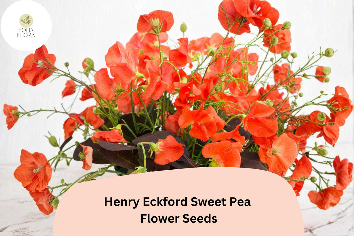 Henry Eckford Sweet Pea Seeds - 50+ Fragrant Orange Salmon Climbing Flowers | Lathyrus odoratus | Heirloom Garden Seeds
